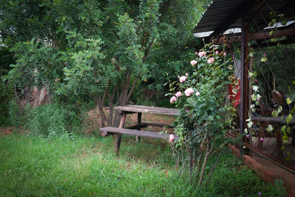 Tranquil garden scene featuring a wooden bench amidst lush greenery and blooming roses.